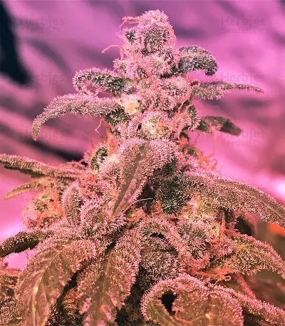 Congo x Kali China Seeds