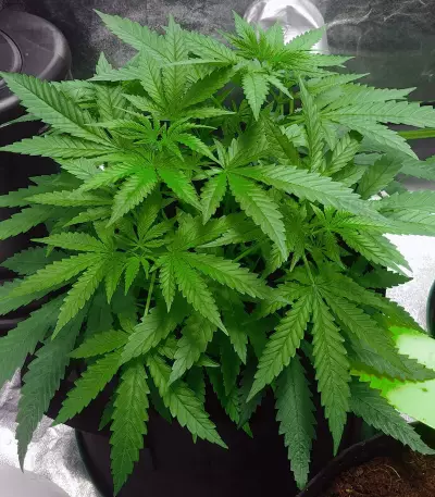 Criminal+ feminized seeds
