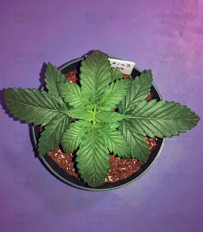Critical Mass Seeds (Mr. Nice Seedbank)