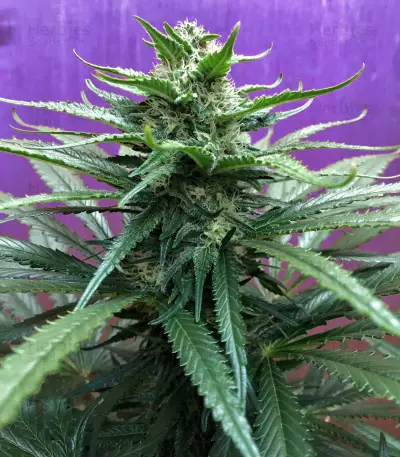 Critical Mass Seeds (Mr. Nice Seedbank)