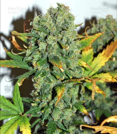 Destroyer Seeds