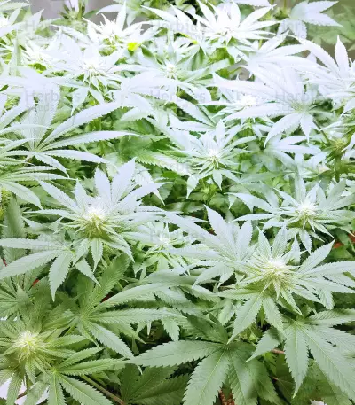 Dogstar Dawg (Big Head Seeds)