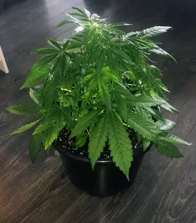 Dutch Haze Seeds