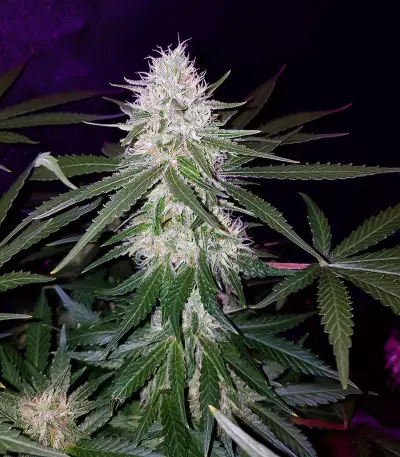 Exodus Cheese x Swaziland (GHS)