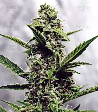 Fantasmo Express Auto Seeds