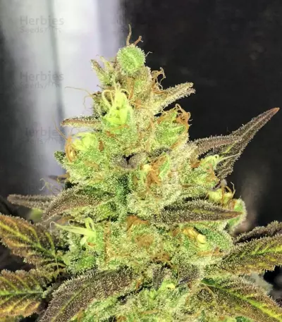 Semi femminizzati Gorilla Bomb