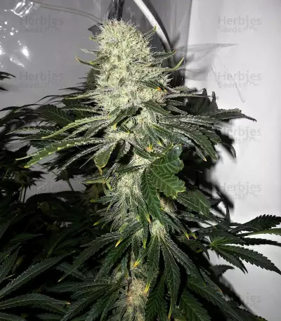 Gelato Sorbet (DNA Genetics)