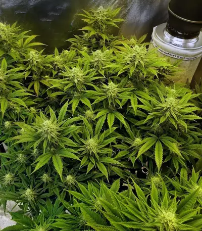 Ghost Train Haze #1 (Rare Dankness Seeds) Cannabis-Samen