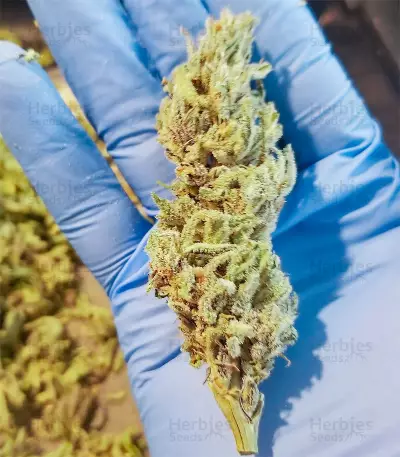Graines féminisées de Gorilla Cookies (Big Head Seeds)