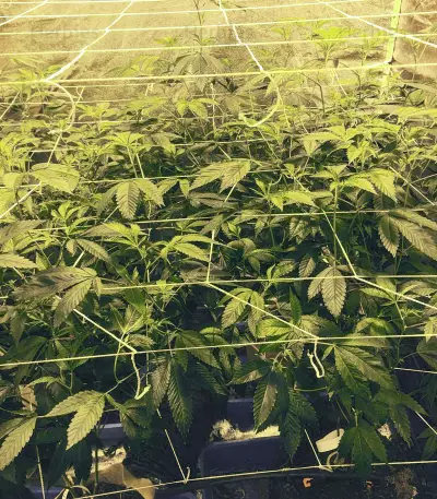 Headstash (Karma Genetics)