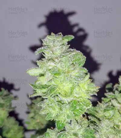 HiFi 4G feminized seeds