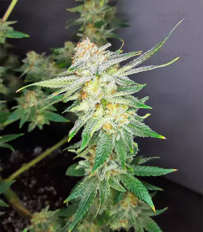 Lemon Trip feminized seeds