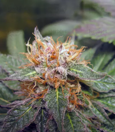 Graines de cannabis Midnight Kush (G13 Labs)