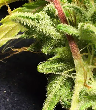 Semi femminizzati Northern Lights (Seed Stockers)