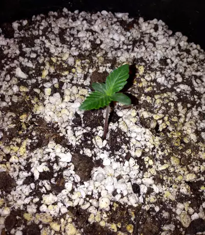 Semi femminizzati OG Kush Express Auto