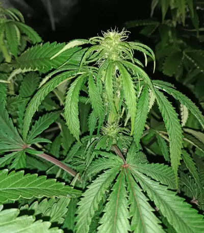 Old school Seeds