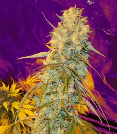 Orange Juice (Dinafem Seeds)