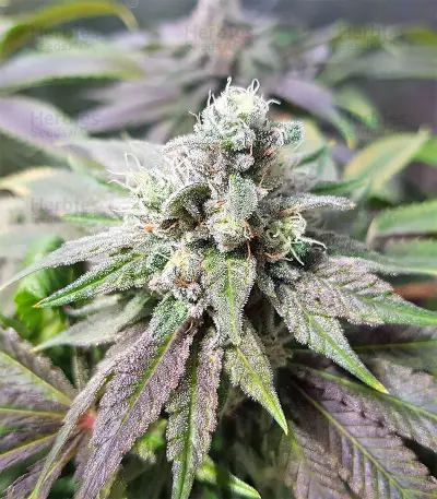 Semi femminizzati di Pineapple