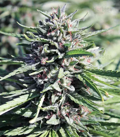 Purgatory Regular strain