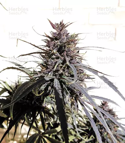 Purple Haze x Malawi Regular (Ace Seeds)
