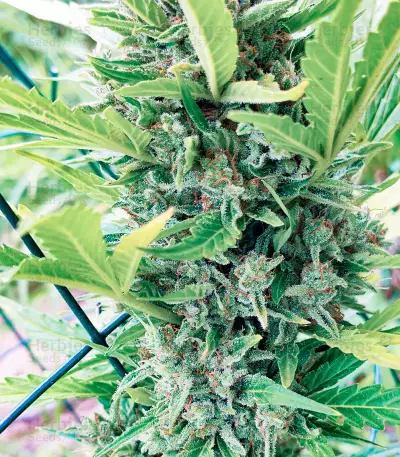 Santa Marta Haze Autoflower (Seedstockers)