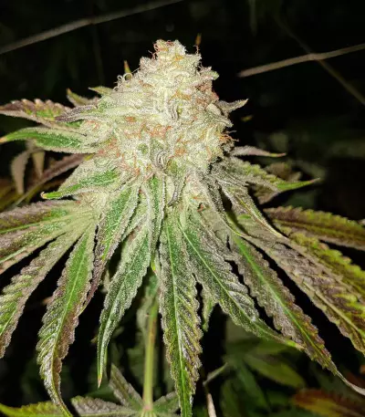Sherbet Queen strain