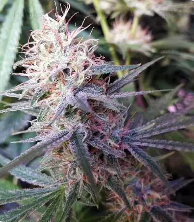 Shiva Shanti II Seeds