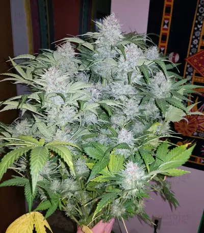 Strawberry Nuggets Auto Seeds