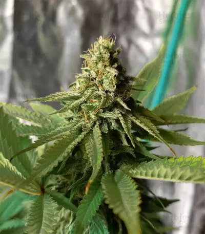 Supercheese Express Auto Seeds