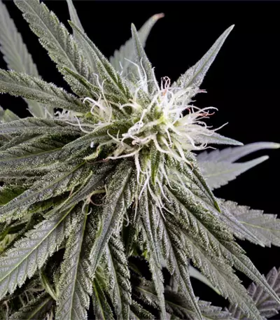 Arjan's Haze #2 (GHS)