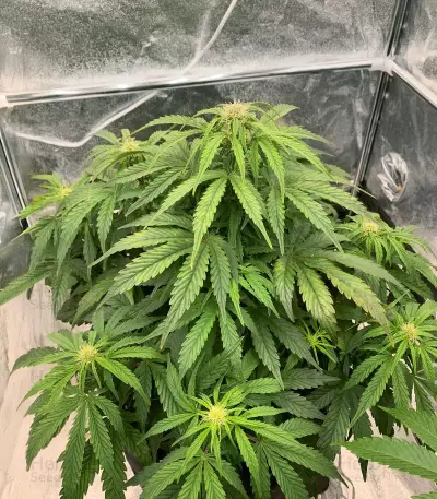 Auto Euforia (Dutch Passion)