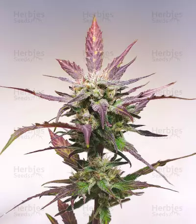 Bay Bueger Early Version (Delicious Seeds)