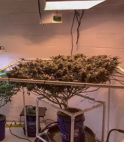Bruce Banner Seeds (Flavour Chasers Seeds)