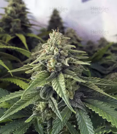 Critical + 2.0 Seeds