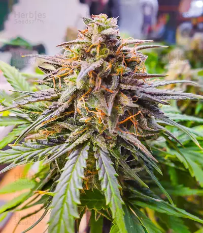 Graines féminisées de Crystal WW Autoflower (EGS)