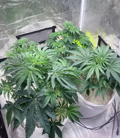 Delicious Cookies Feminized Seeds (Delicious Seeds)