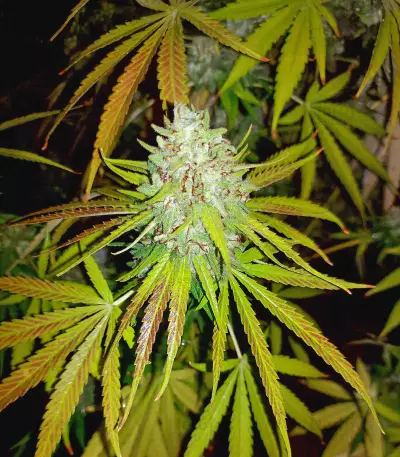 Delicious Cookies Feminized Seeds (Delicious Seeds)