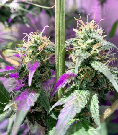 Dream Berry (Female Seeds)