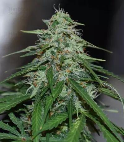 Gelato Cookie Doh-ope Auto Seeds