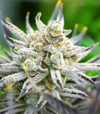 Glue Cookies Feminized Seeds (AlphaFem Seeds)