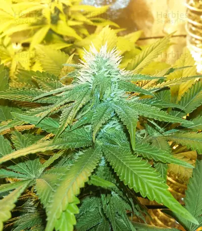 Graines de cannabis Green Ninja (Heavyweight Seeds)