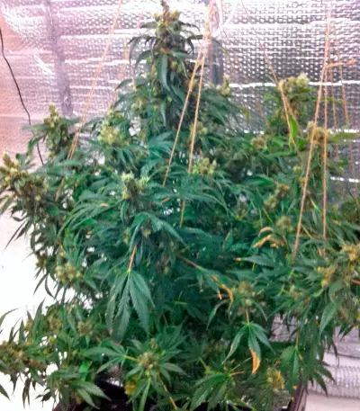 Jock Horror Seeds