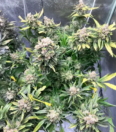 Mac Feminized Seeds