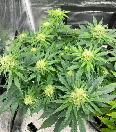 Northern Light Auto (Expert Seeds) feminized seeds