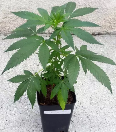 Punky Lion Seeds