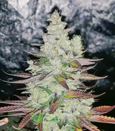 Red Hot Cookies Seeds (Sweet Seeds)