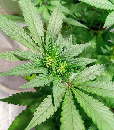Respect 4 Gorilla (Expert Seeds) feminized seeds