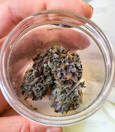 เมล็ด Still Bubba (AlphaFem Seeds)