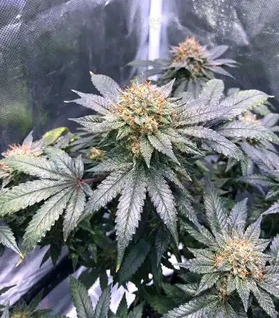 Afgooey Seeds