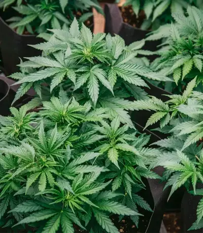 Auto Northern Lights CBD feminized seeds